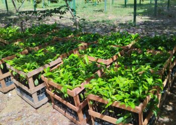 Agricultores de Itapiranga vão receber 1,5 mil mudas de castanha-do-Brasil distribuídas pelo Governo do Amazonas