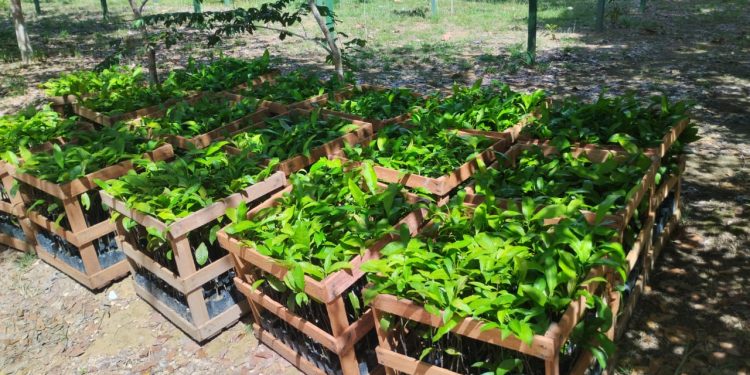 Agricultores de Itapiranga vão receber 1,5 mil mudas de castanha-do-Brasil distribuídas pelo Governo do Amazonas