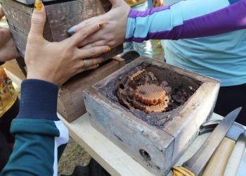 Feira do Mel em Boa Vista do Ramos: Idam leva capacitações em avicultura, suinocultura e gastronomia com mel