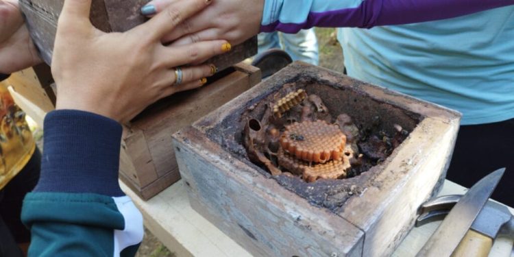 Feira do Mel em Boa Vista do Ramos: Idam leva capacitações em avicultura, suinocultura e gastronomia com mel