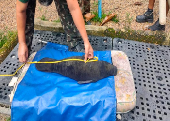 Peixe-boi é resgatado em Autazes pela Polícia Militar do Amazonas