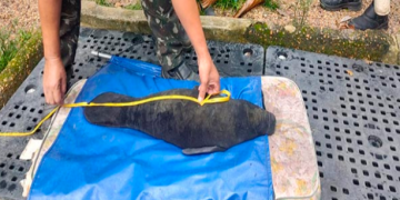 Peixe-boi é resgatado em Autazes pela Polícia Militar do Amazonas