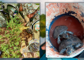 Polícia Militar do Amazonas resgata animais silvestres em Manaus