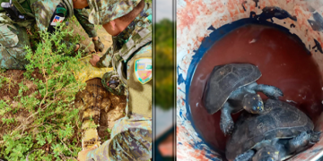 Polícia Militar do Amazonas resgata animais silvestres em Manaus