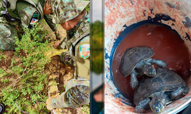 Polícia Militar do Amazonas resgata animais silvestres em Manaus