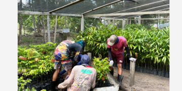 Agrofloresta: aliando tradição e sustentabilidade para enfrentar a seca na Amazônia