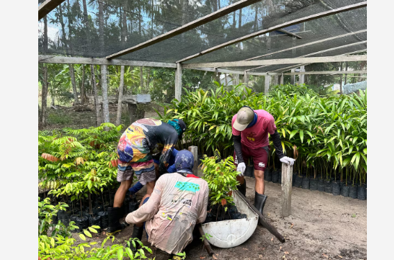 Agrofloresta: aliando tradição e sustentabilidade para enfrentar a seca na Amazônia
