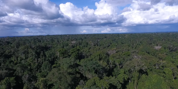 Banco da Amazônia registra lucro no primeiro trimestre, apesar de queda em relação a 2023