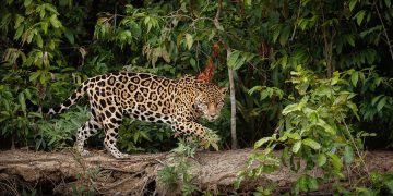 Por que a Amazônia é importante?