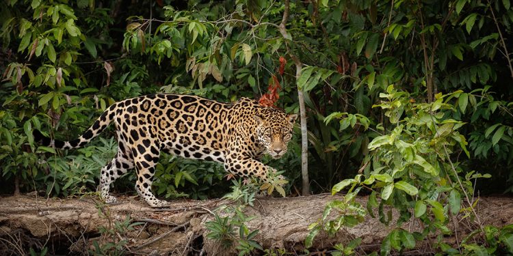 Por que a Amazônia é importante?