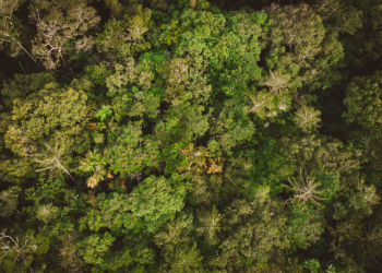Floresta em alta velocidade: Ciência brasileira impulsiona reflorestamento na Amazônia