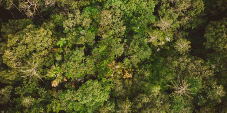 Floresta em alta velocidade: Ciência brasileira impulsiona reflorestamento na Amazônia