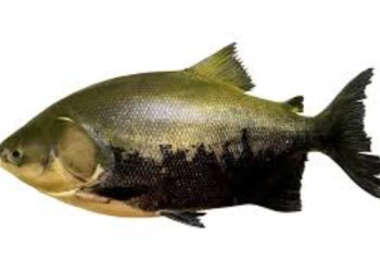 Vísceras de tambaqui são solução para reduzir gastos de ração animal