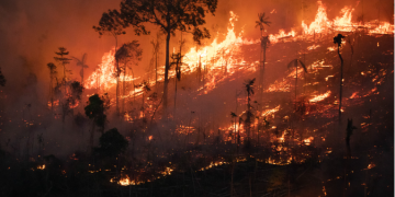 A Crise das Queimadas no Brasil: Focos de Incêndio Aumentam 54%, Antecipando Período Crítico