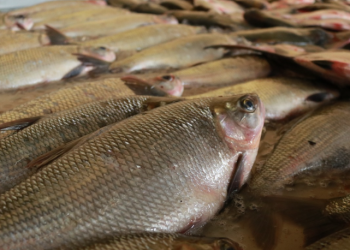 ADS realiza edição especial da Feira de Produtos Regionais e doa três toneladas de peixes a instituições assistenciais