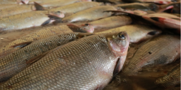 ADS realiza edição especial da Feira de Produtos Regionais e doa três toneladas de peixes a instituições assistenciais