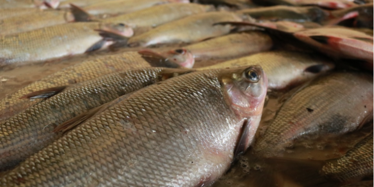 ADS realiza edição especial da Feira de Produtos Regionais e doa três toneladas de peixes a instituições assistenciais