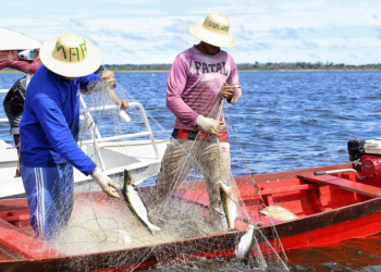 Fapeam recebe até 29 de julho propostas de pesquisadores ao Programa Jovem Cientista na Pesca Artesanal
