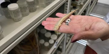 Candiru: O peixe pemido da Amazônia que se alimenta de cadáveres e carcaças de outros peixes