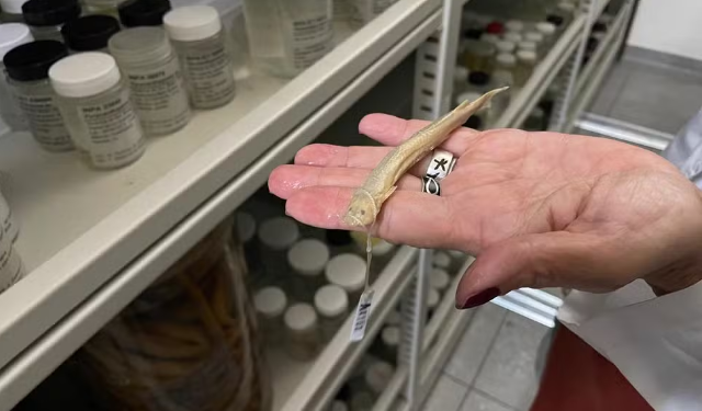 Candiru: O peixe pemido da Amazônia que se alimenta de cadáveres e carcaças de outros peixes