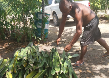 Fepiam incentiva agricultura indígena com entrega de mudas de pitaya