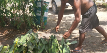 Fepiam incentiva agricultura indígena com entrega de mudas de pitaya