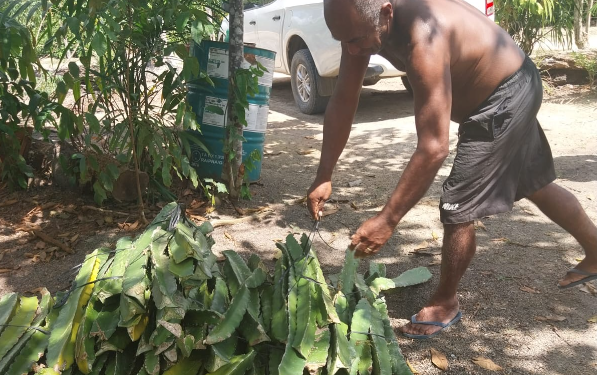 Fepiam incentiva agricultura indígena com entrega de mudas de pitaya