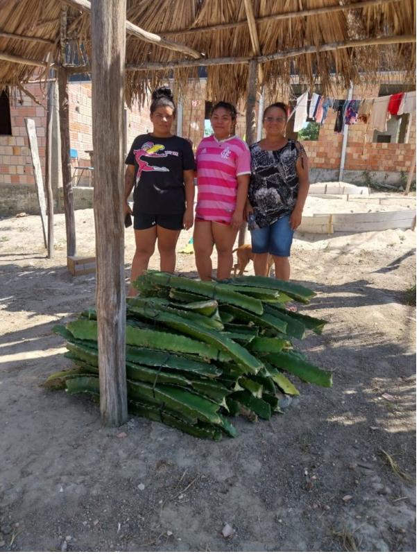 Fepiam incentiva agricultura indígena com entrega de mudas de pitaya
