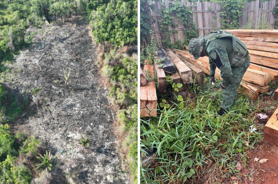 Crime ambiental: 21 pessoas são presas/detidas em três etapas da Operação Tamoiotatá na Região Metropolitana de Manaus