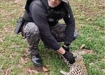 Filhote de onça pintada é resgatado por policiais da Base Fluvial Arpão, em Coari