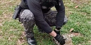Filhote de onça pintada é resgatado por policiais da Base Fluvial Arpão, em Coari