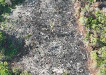 Crime ambiental: 21 pessoas são presas/detidas em três etapas da Operação Tamoiotatá na Região Metropolitana de Manaus