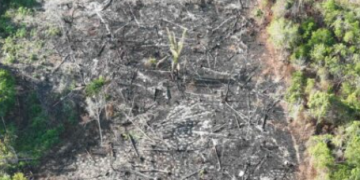Crime ambiental: 21 pessoas são presas/detidas em três etapas da Operação Tamoiotatá na Região Metropolitana de Manaus