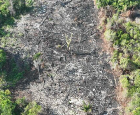 Crime ambiental: 21 pessoas são presas/detidas em três etapas da Operação Tamoiotatá na Região Metropolitana de Manaus