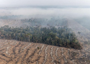 Desmatamento da Amazônia: Pastagem é a grande vilã
