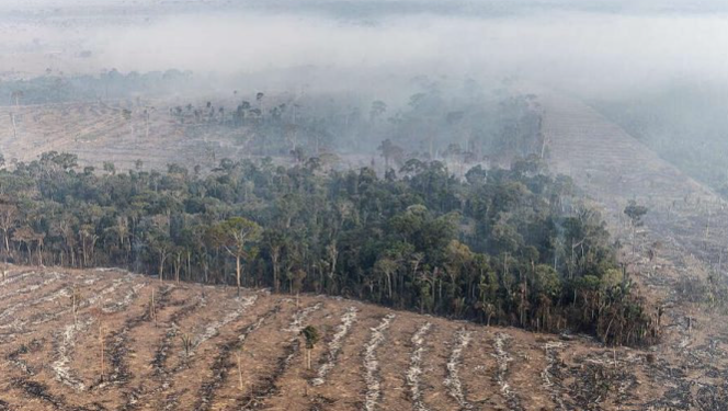 Desmatamento da Amazônia: Pastagem é a grande vilã