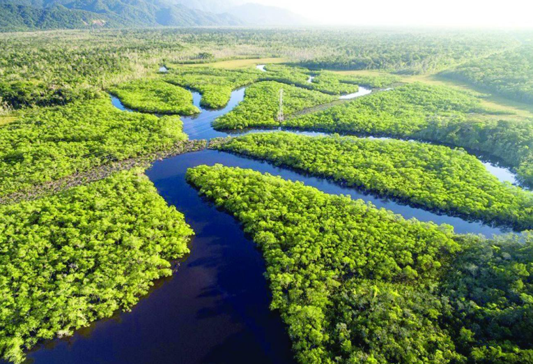 A importância da preservação da Amazônia: Um compromisso com o futuro do planeta