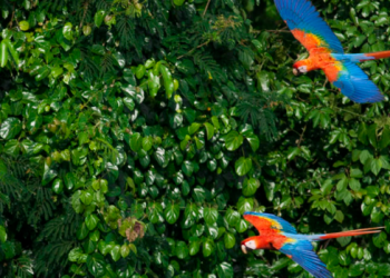 A importância da preservação da Amazônia: Um compromisso com o futuro do planeta