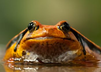 Anfíbios do Brasil: Os mais impactados pela seca e aquecimento global, aponta estudo