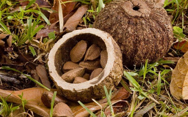 Castanha-da-Amazônia ou Castanha-do-Pará Conheça a verdadeira história da origem