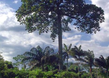 Castanha-da-Amazônia ou Castanha-do-Pará Conheça a verdadeira história da origem