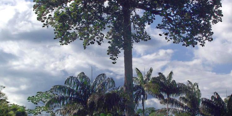 Castanha-da-Amazônia ou Castanha-do-Pará Conheça a verdadeira história da origem