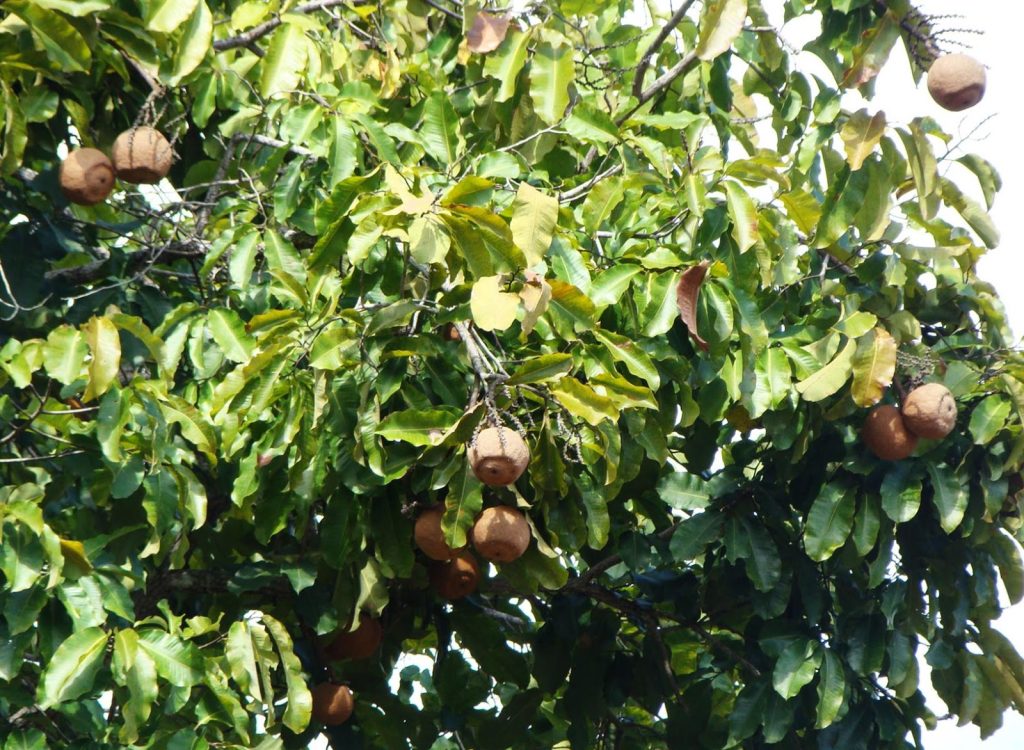 Castanha-da-Amazônia ou Castanha-do-Pará Conheça a verdadeira história da origem