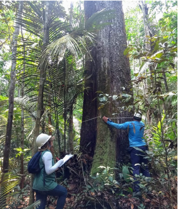 Ipaam anuncia Período de Defeso Florestal no Amazonas