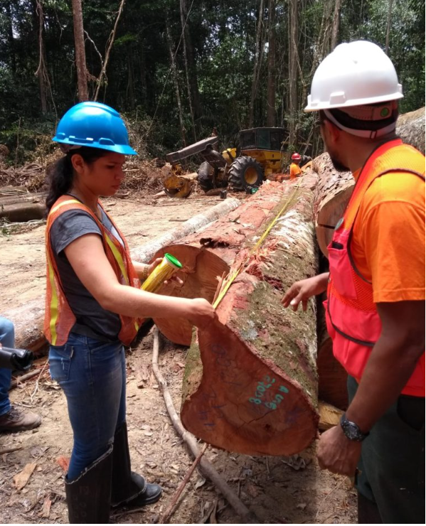 Ipaam anuncia Período de Defeso Florestal no Amazonas