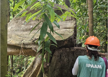 Ipaam anuncia Período de Defeso Florestal no Amazonas