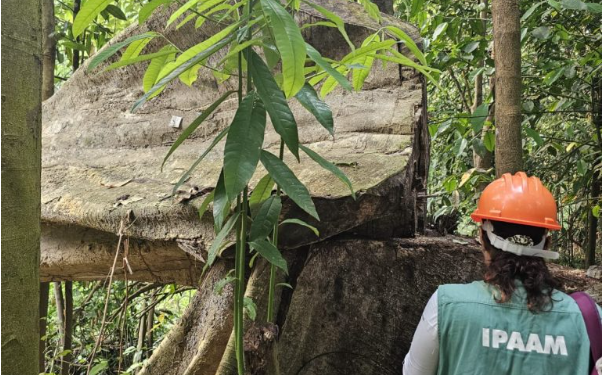 Ipaam anuncia Período de Defeso Florestal no Amazonas