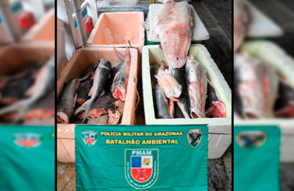 Polícia Militar do Amazonas prende homem e apreende aproximadamente 800 quilos de pescado ilegal