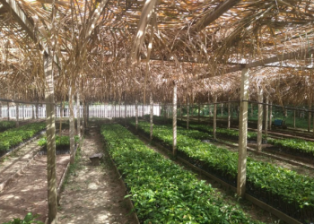Projeto com apoio do Governo do Amazonas utiliza aditivos digitais para preservação e recuperação ambiental em Itacoatiara