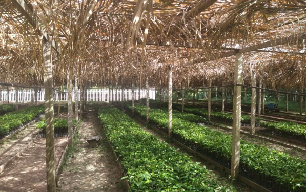 Projeto com apoio do Governo do Amazonas utiliza aditivos digitais para preservação e recuperação ambiental em Itacoatiara